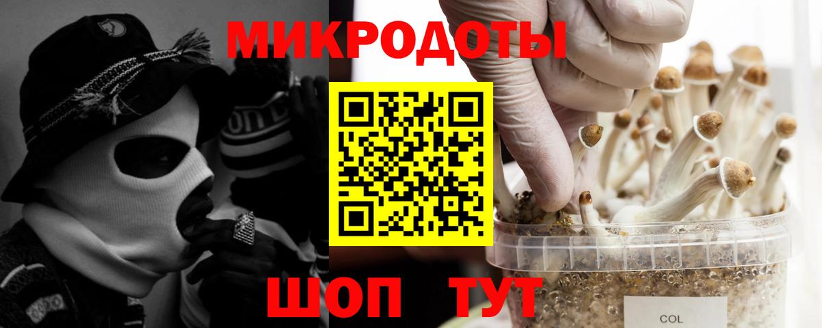 Псилоцибиновые грибы Psilocybine cubensis Унеча